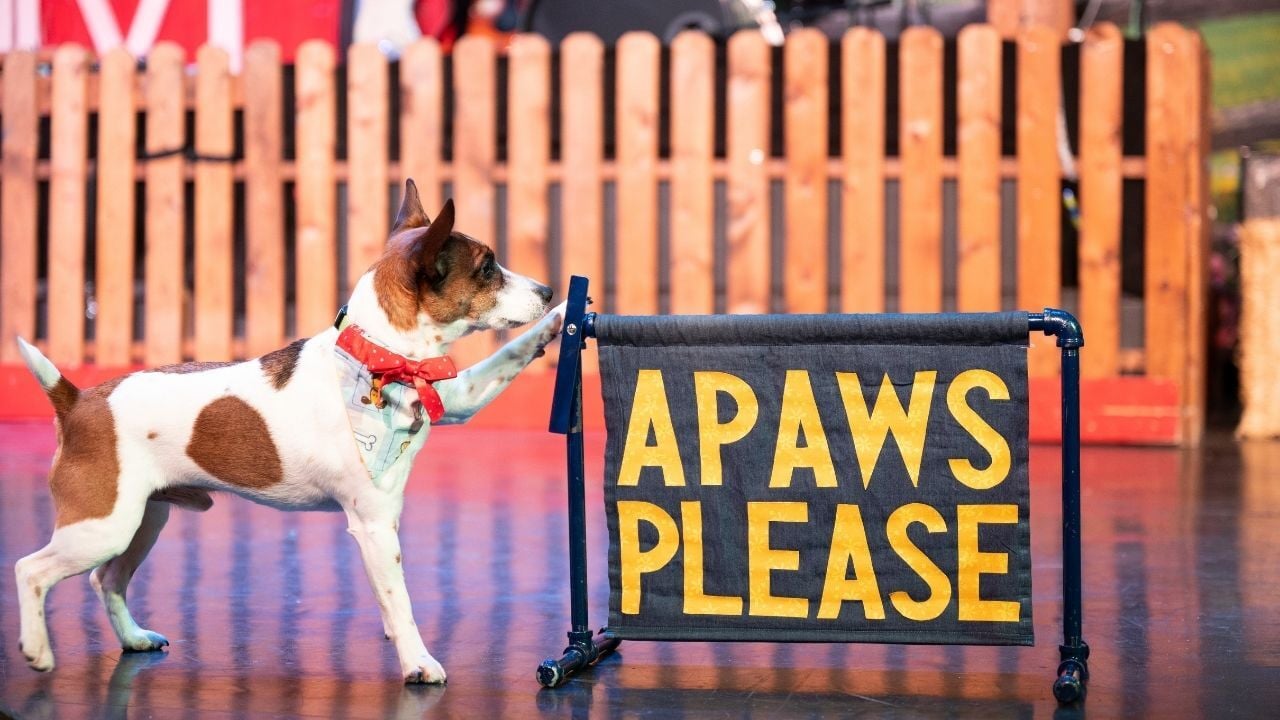 comedy-barn-dog-apaws