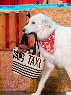 pet taxi with two dogs