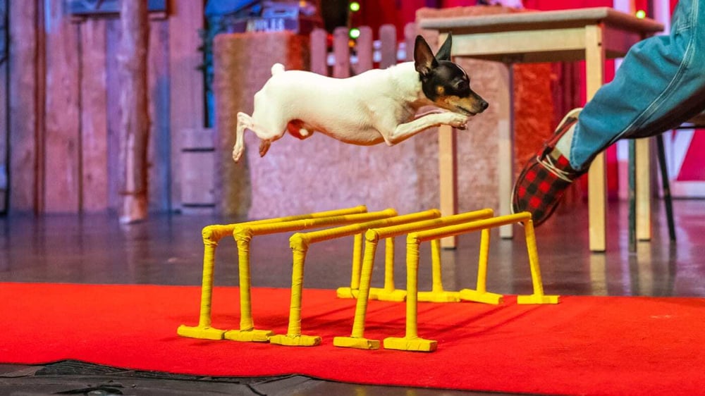 doggy leaping over hurdles