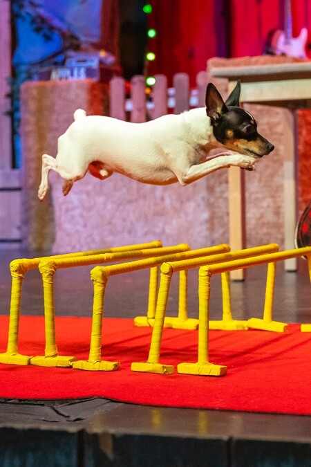 dog leaping over hurdles.
