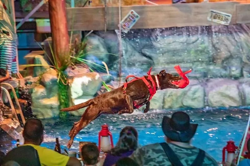 diving dog at Hatfield & McCoy
