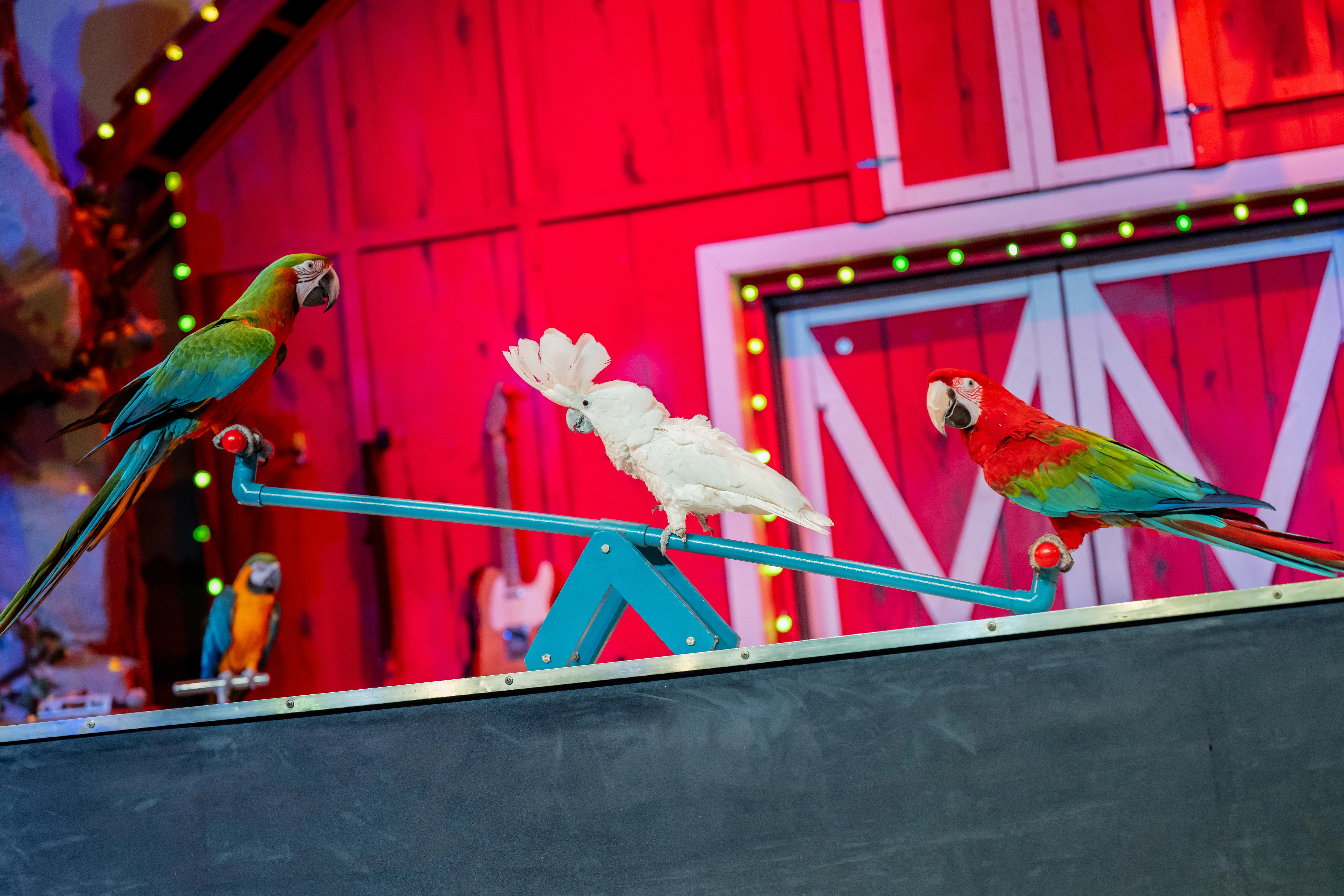 birds at comedy barn show