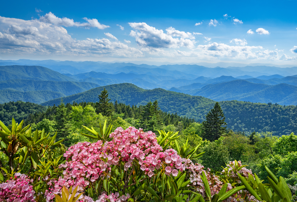 summer wildflowers in the Smoky Mountains