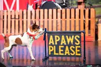 Dog tapping sign that says Apaws Please