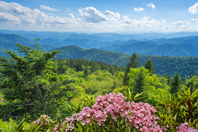 spring flowers in the Smoky Mountains